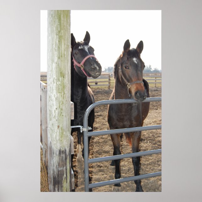 Hästar Poster (Framsidan)