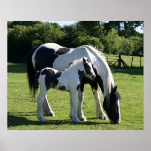 Hästar Poster