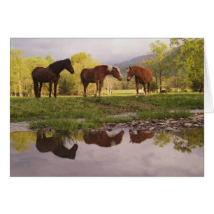 Hästar reflekterade i liten bäck, Cades Cove, Hälsningskort