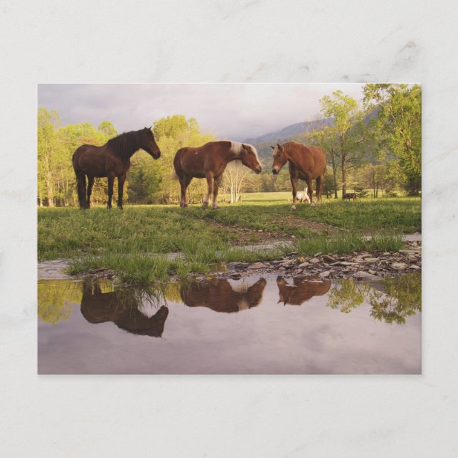 Hästar reflekterade i liten bäck, Cades Cove, Vykort (Framsida)