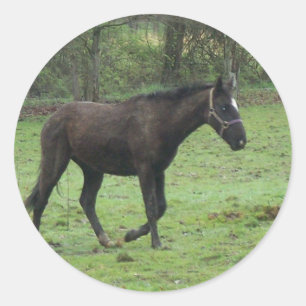 Hästar! Runt Klistermärke