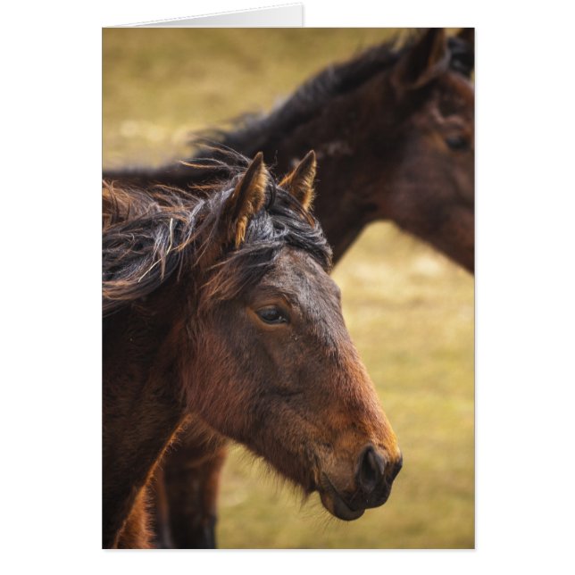 Hästar sida vid sida hälsningskort (Framsidan)