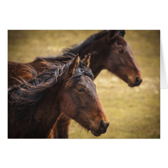 Hästar sida vid sida OBS kort (Framsidan Horizontal)