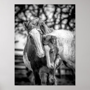 Hästar Skriv ut/Poster Poster
