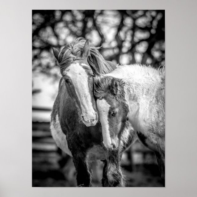 Hästar Skriv ut/Poster Poster (Framsidan)