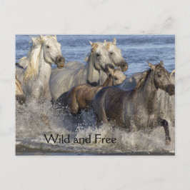 Hästar som är snabbt växande i vatten vykort