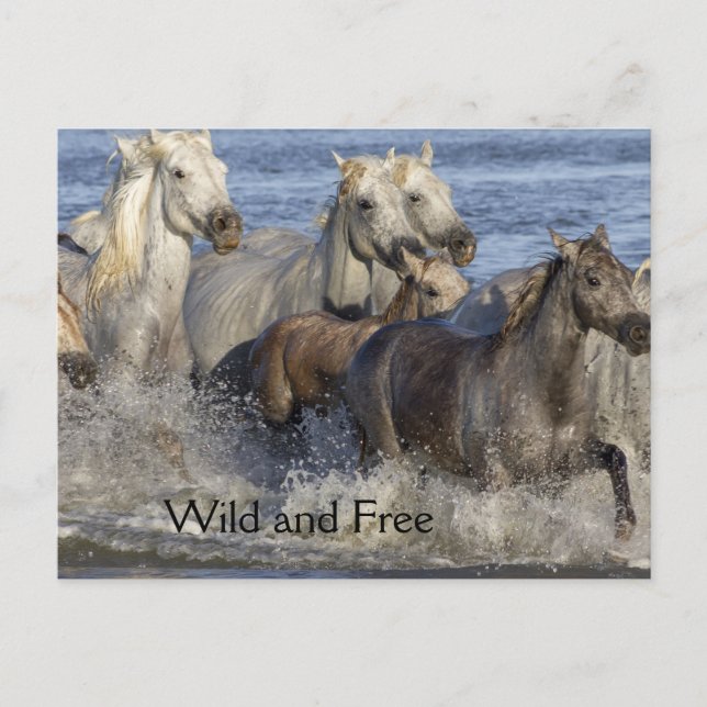 Hästar som är snabbt växande i vatten vykort (Framsida)