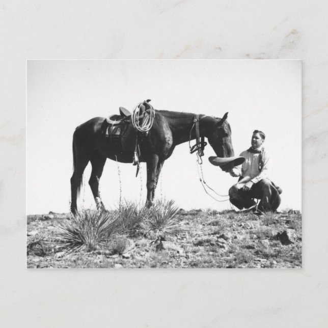 Hästar som äter från en cowboyhatt. vykort (Framsida)