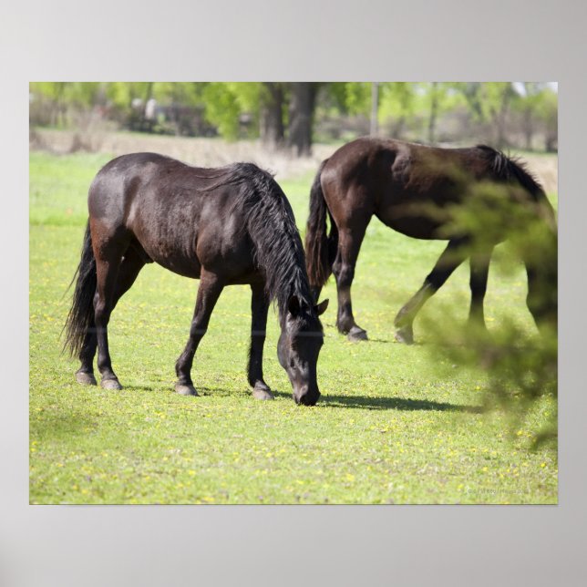 hästar som betar på en hästfarm poster (Framsidan)