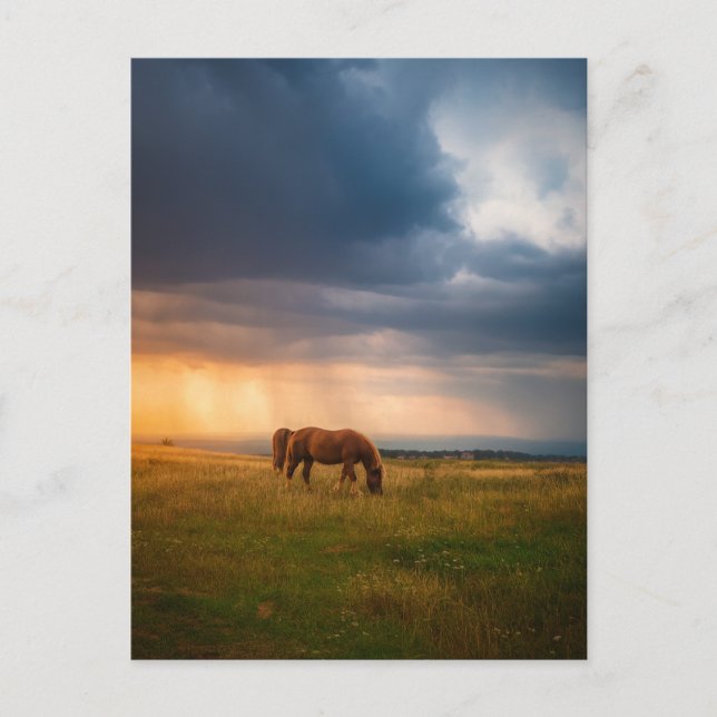 Hästar som betar på stormdag vykort (Framsida)