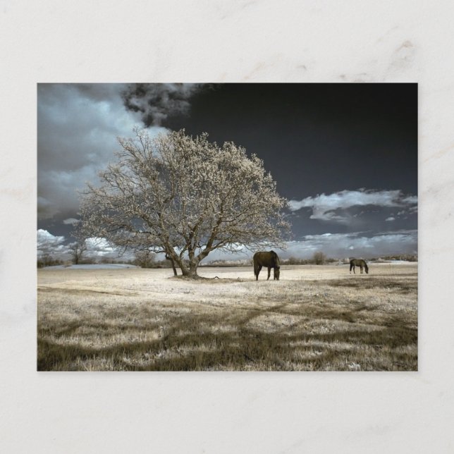 Hästar som betar vykortet vykort (Framsida)