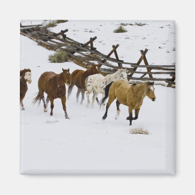 Hästar som går i Snö Magnet (Framsidan)