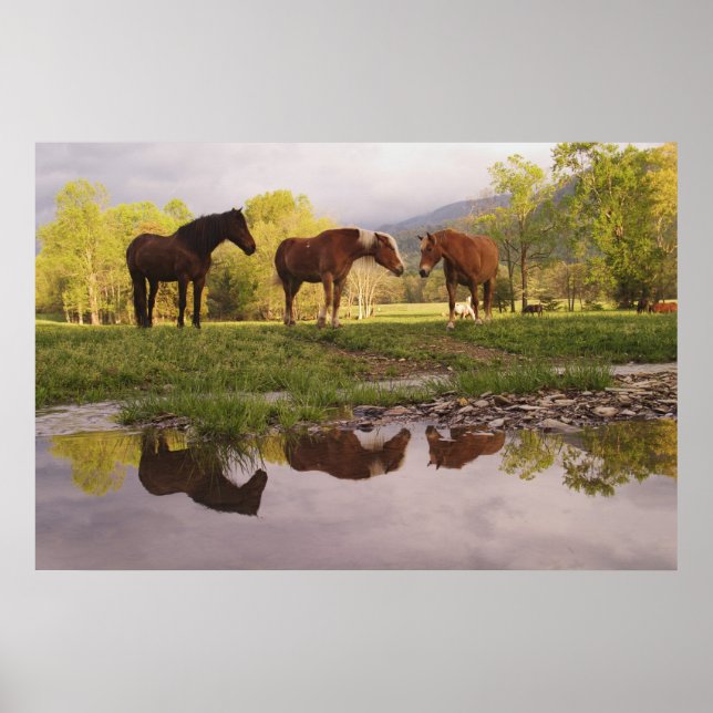 Hästar som reflekteras i småströmmen, Cades Cove. Poster (Framsidan)