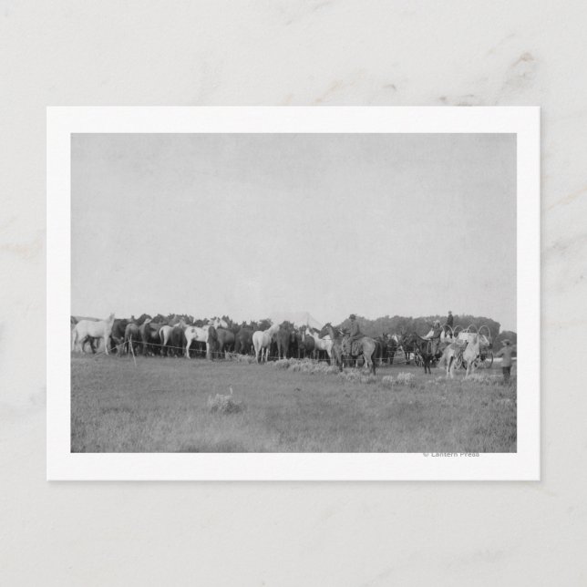 Hästar som rundas upp av Cowboys Photograph Vykort (Framsida)