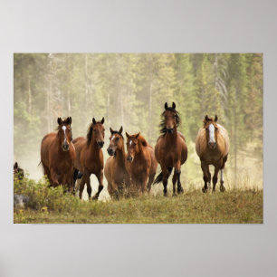Hästar som skapar små backe under rundgång, 2 poster