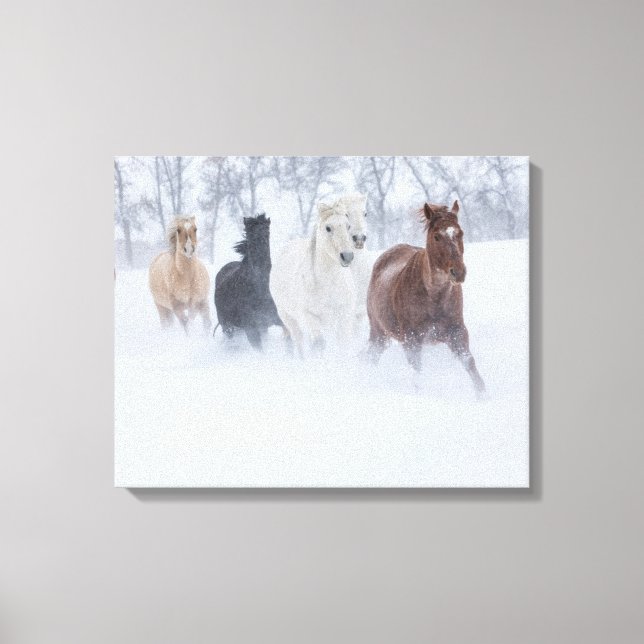 Hästar som springer genom snön canvastryck (Framsida)