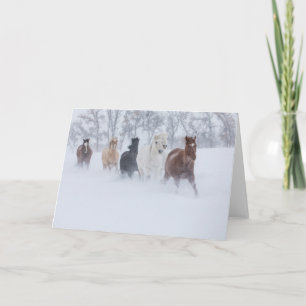 Hästar som springer genom snön kort