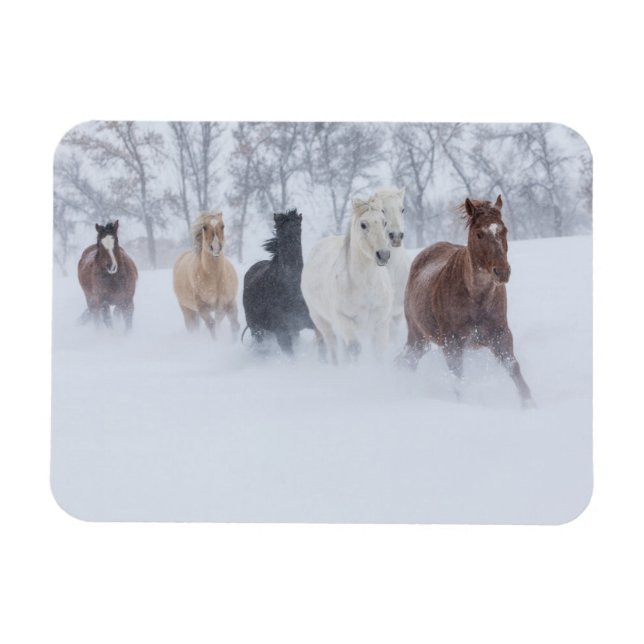Hästar som springer genom snön magnet (Horisontell)