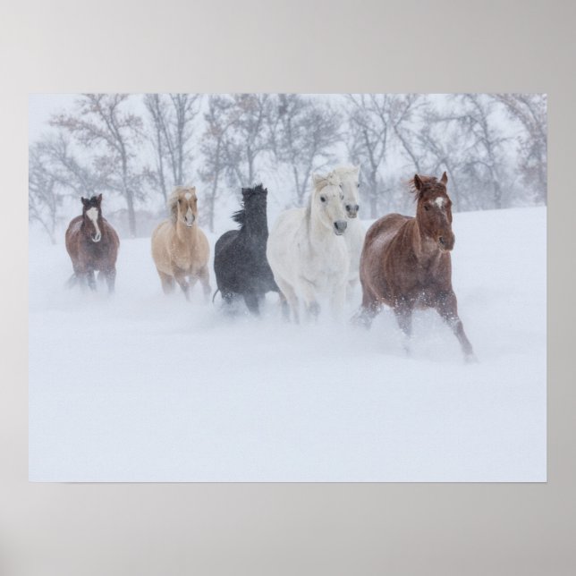 Hästar som springer genom snön poster (Framsidan)