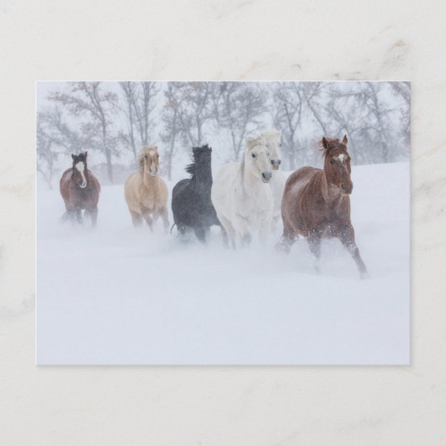 Hästar som springer genom snön vykort (Framsida)