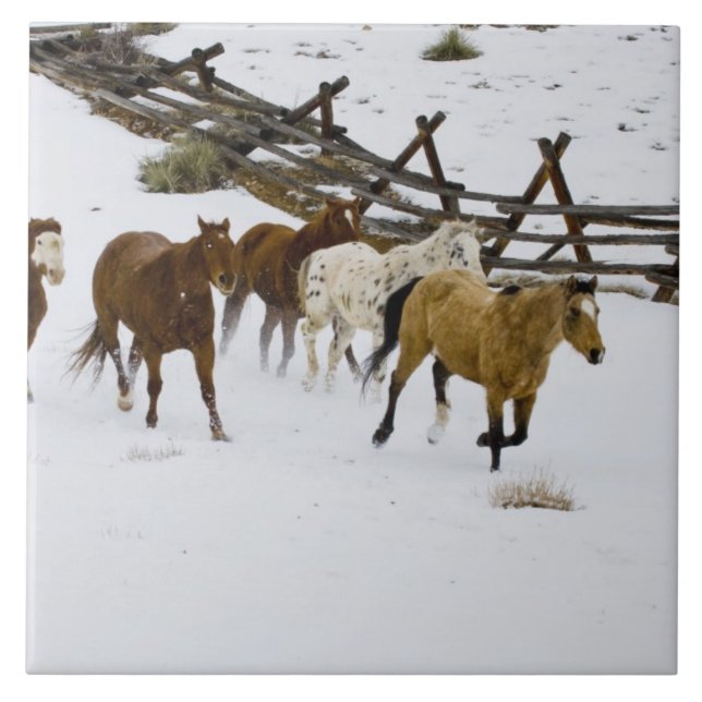 Hästar som springer i Snö Kakelplatta (Framsidan)