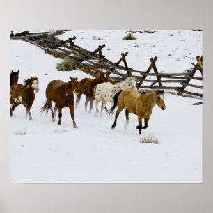 Hästar som springer i snö poster
