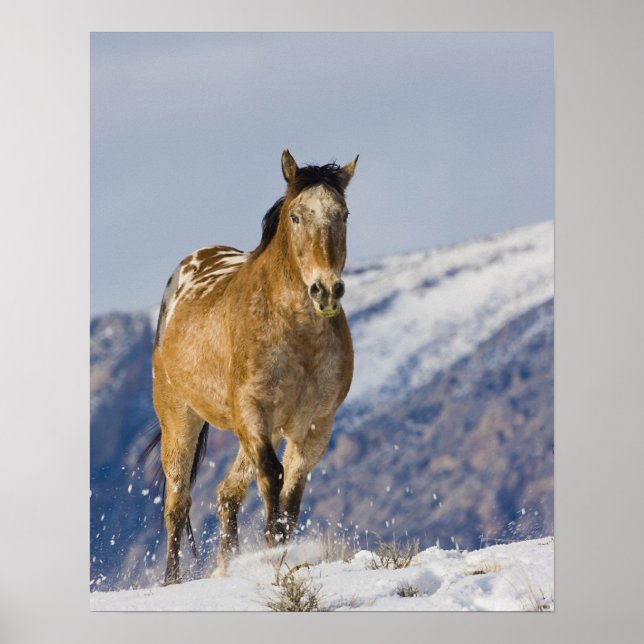 Hästar som springer i Snö Poster (Framsidan)