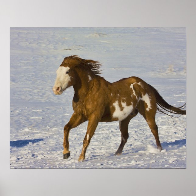 Hästar som springer i Snö Poster (Framsidan)