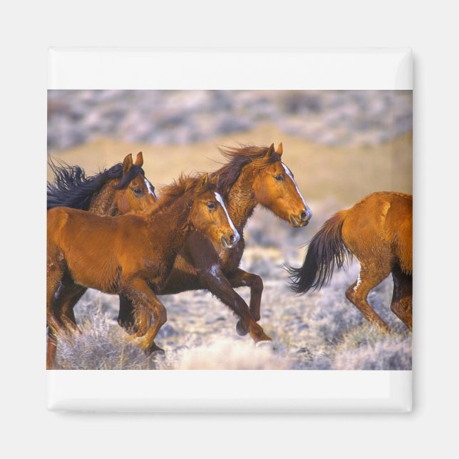 Hästar som springer magnet (Framsidan)