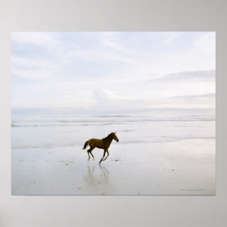 Hästar som springer på stranden poster