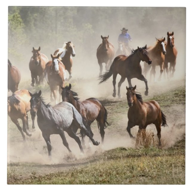 Hästar som springer under en roundup, Montana Kakelplatta (Framsidan)