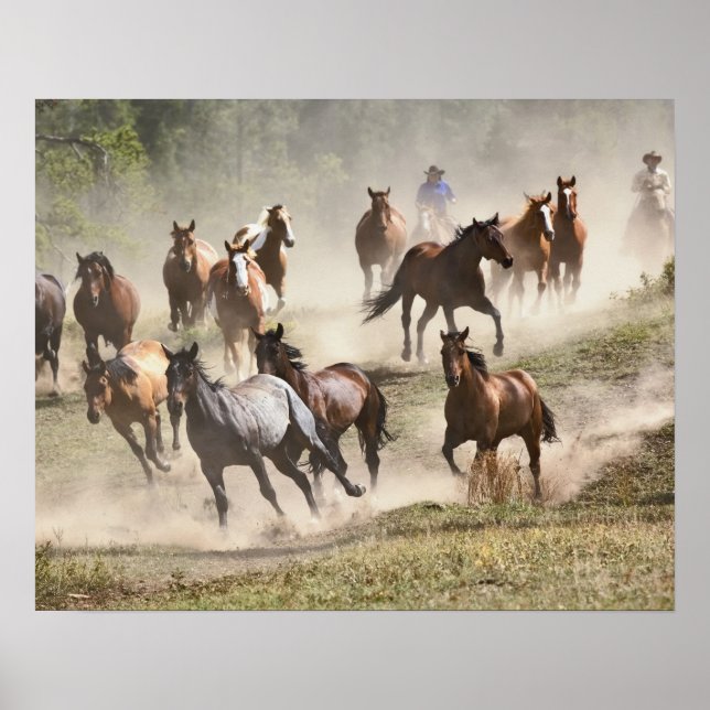 Hästar som springer under rundgång, Montana Poster (Framsidan)