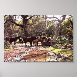 Hästar som vattnar Hål tre floder Kalifornien Poster