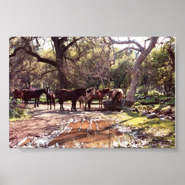 Hästar som vattnar Hål tre floder Kalifornien Poster (Framsidan)