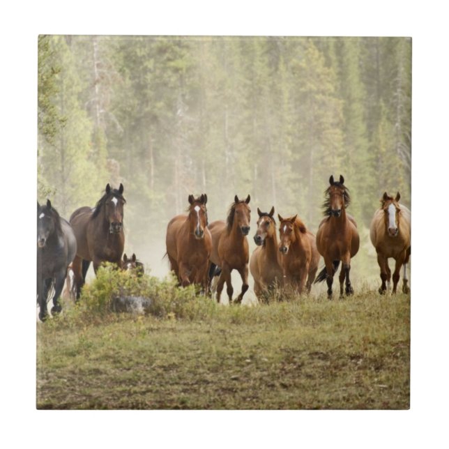 Hästar som vid rundning skapar små backe kakelplatta (Framsidan)