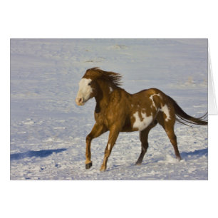 Hästar springer i snö hälsningskort