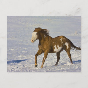 Hästar springer i snö vykort