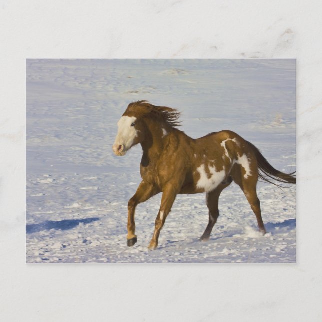 Hästar springer i snö vykort (Framsida)