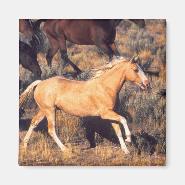 Hästar springer på en Ponderosa Ranch Magnet (Framsidan)