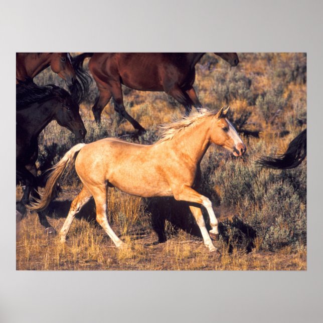 Hästar springer på en Ponderosa Ranch Poster (Framsidan)