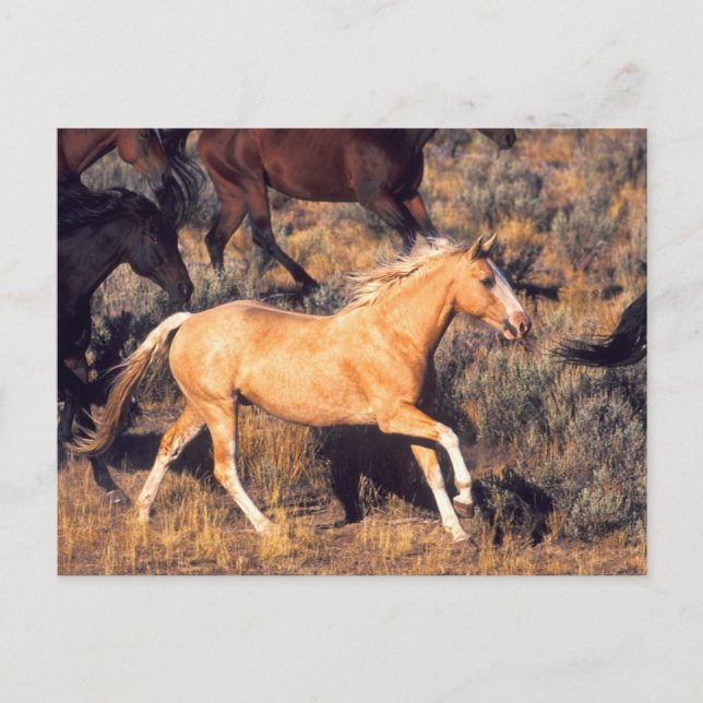Hästar springer på en Ponderosa Ranch Vykort (Framsida)