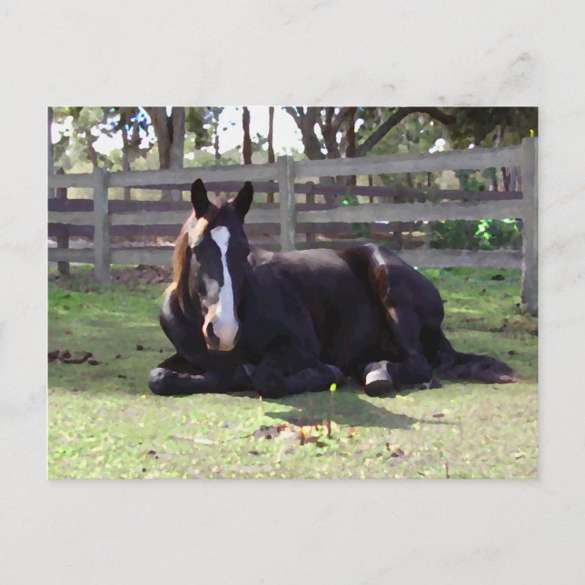 Hästar ta sig en tupplur Time Vykort (Framsida)