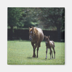Hästar - Thoroughbred, Mare och föl, Magnet