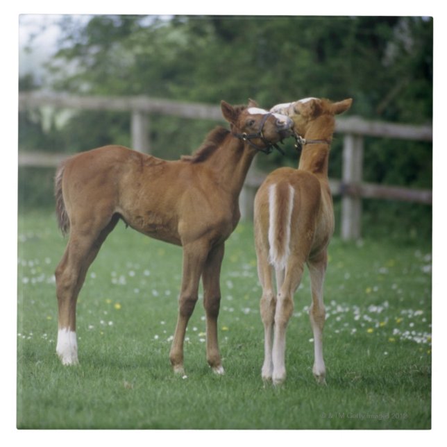 Hästar - Thoroughbreds, föl, Kakelplatta (Framsidan)