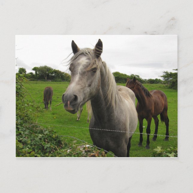 Hästar Vykort (Framsida)
