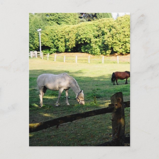 Hästar Vykort (Framsida)