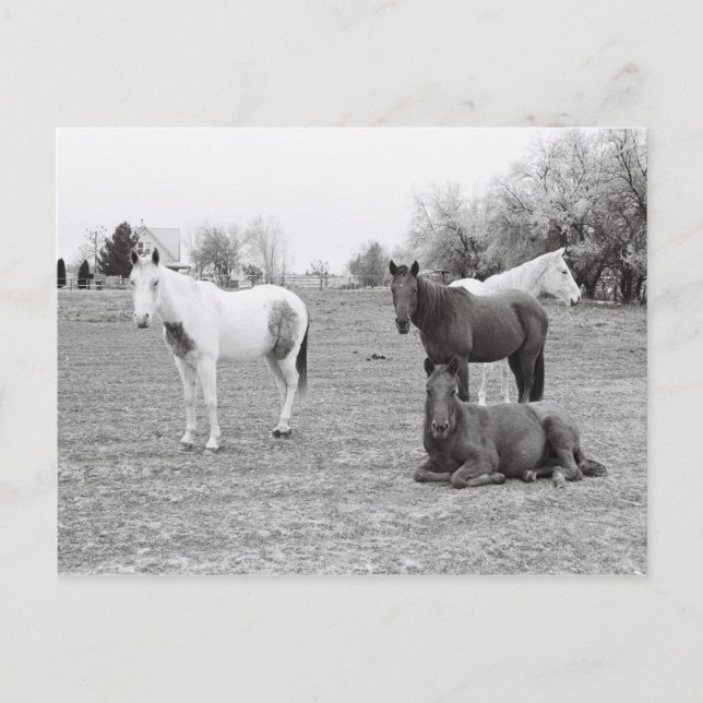 Hästar Vykort (Framsida)