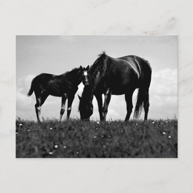Hästar Vykort (Framsida)