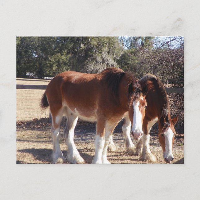 Hästar Vykort (Framsida)