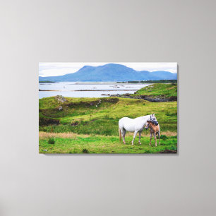Hästarna av Connemara   Galway, Irland Canvastryck